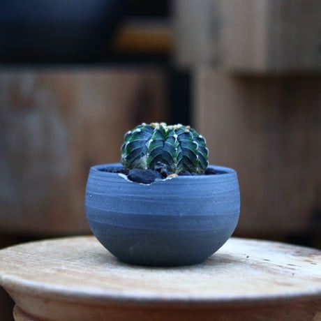 ギムノカリキウム   フィードリッフィーLB2178／Gymnocalycium friedrichii    no.120543