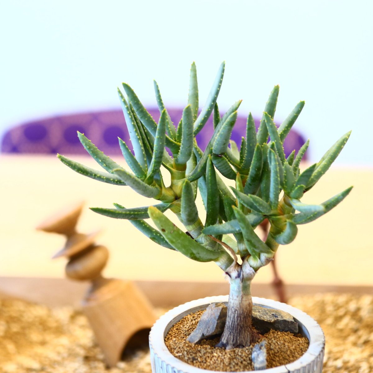 N/OH × Aloe ramosissima no.61852 | 芽の巣山