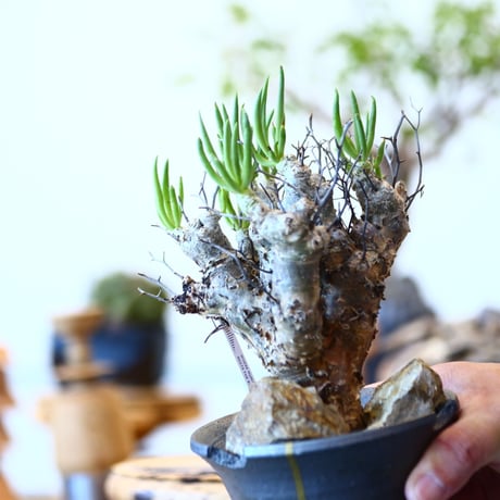 Tylecodon  reticulate × N/OH  no.91718