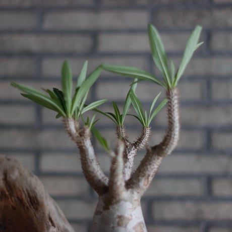 Pachypodium Inopinatum × N/OH (5号)  no.601/2