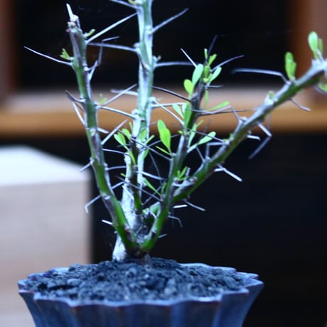 フォークイエリア hyb.／ Fouquieria hyb. （purpusii × fasciculata ） no.100343