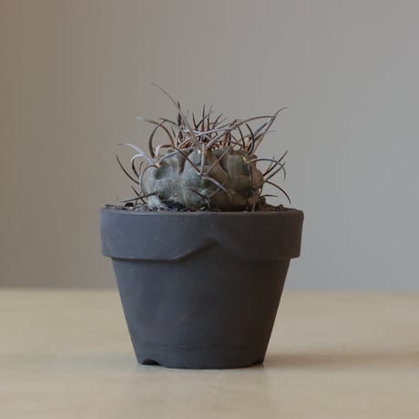 Gymnocalycium mazanense (守金魔天竜)× YAMABACHI ver. takero pot(3号鉢)   no.412-18