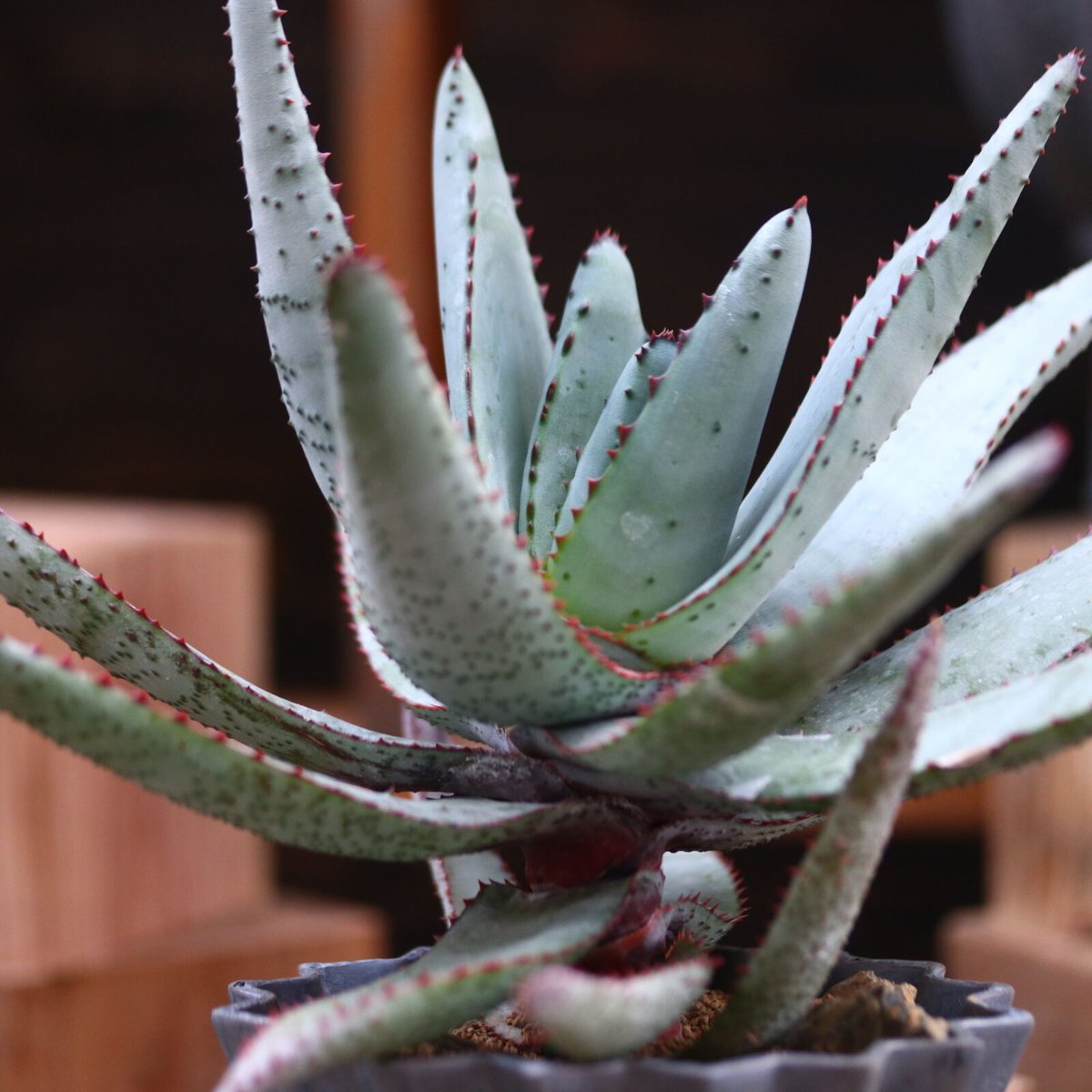 アロエ コニフェラ / Aloe conifera no.31954 | 芽の巣山