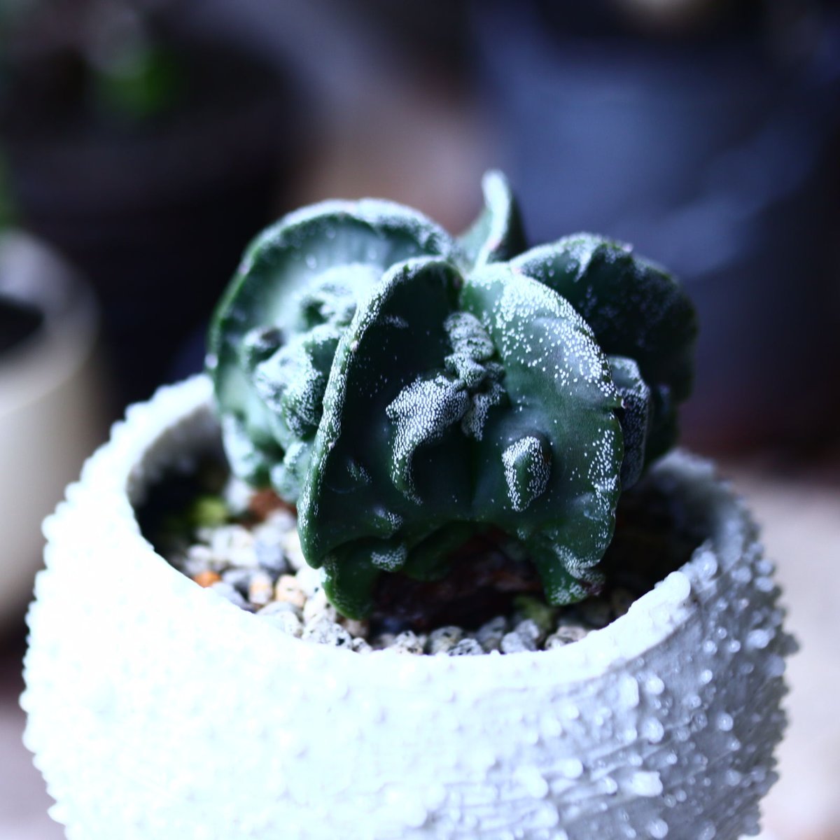 アストロフィツム 複隆ランポー玉 no.71947 | 芽の巣山