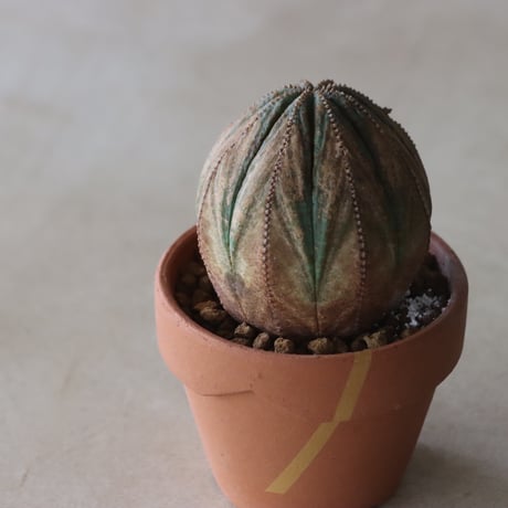 Euphorbia obesa × YAMABACHI var. N/OH (3号鉢)  no.420-50