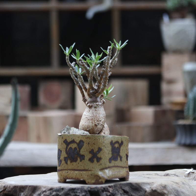 パキポディウム ビスピノーサム／Pachypodium bispinosum no.11