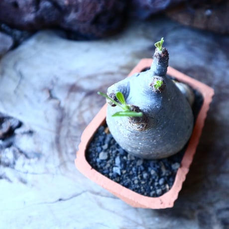 パキポディウム グラキリス   Pachypodium rosulatum var. gracilius no.30105