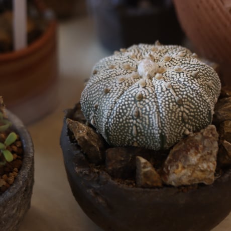 Astrophytum asterias 'Miracle-Kabuto' × たけろうポット　no.112-17
