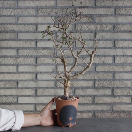 Bursera fagaroides × N/OH (4.5号)  no.510/7