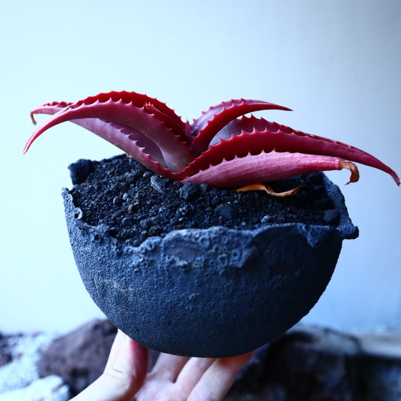 アロエ バンバレニー Aloe vanbalenii no.30102 | 芽の巣山