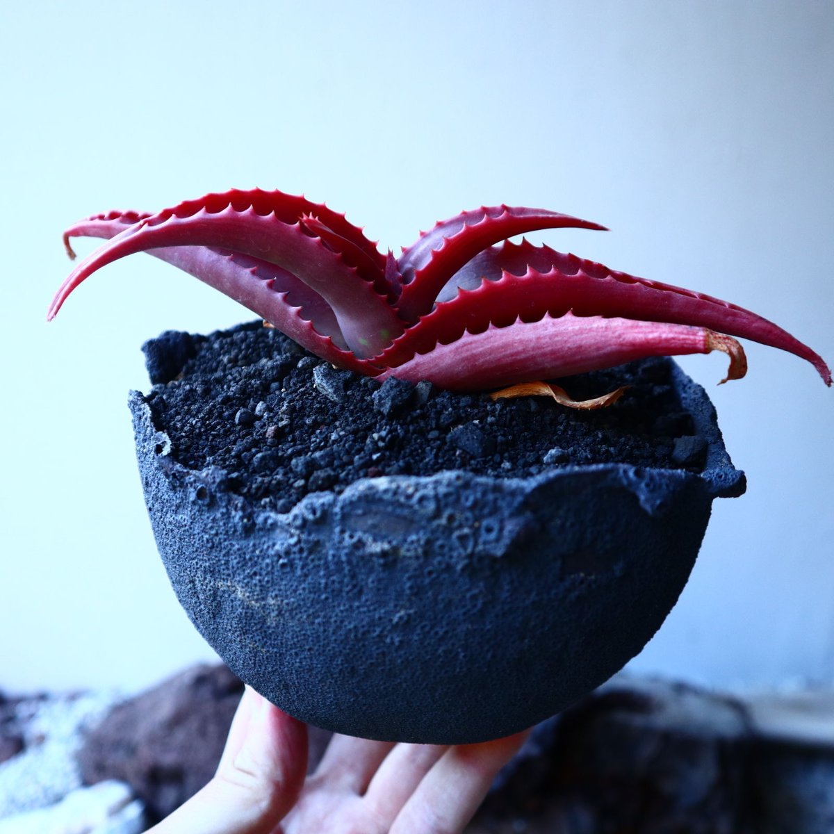 アロエ バンバレニー Aloe vanbalenii no.30102 | 芽の巣山