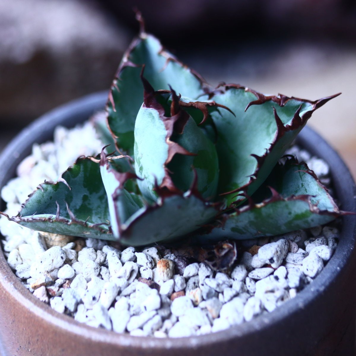 アガベ チタノタ ブラック＆ブルー Agave titanota black&bule n