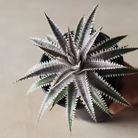 Dyckia 'Bakers Domain' x 'Super Arizona' Shidoku_Plants Hybrid / (3.5号鉢)  no.913/58