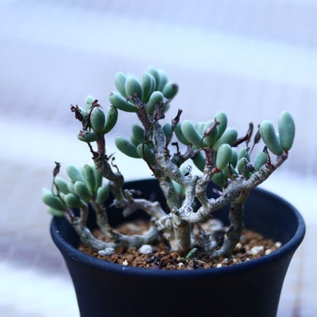 チレコドン   シヌス-アレキサンドラ   群卵   Tylecodon sinus  alexandra    no.120650