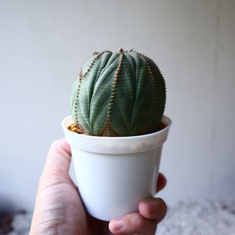 ユーフォルビア  オベサ  Euphorbia obesa  no.102808