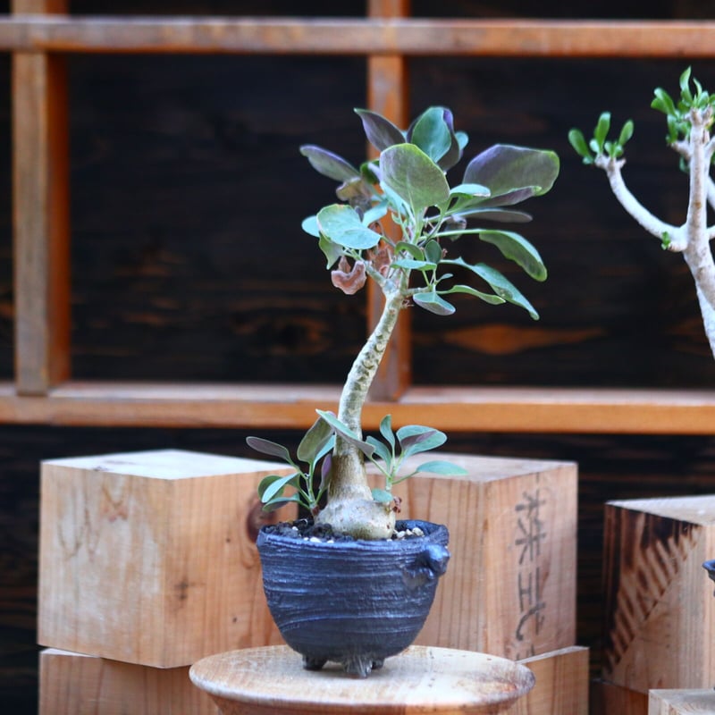 オトンナ トリプリネルビア 実生/Othonna triplinervia no.22 オトンナ トリプリネルビア 実生/Othonna triplinervia no.22