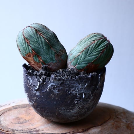ユーフォルビア  オベサ   Wヘッド   Euphorbia obesa   no.20309