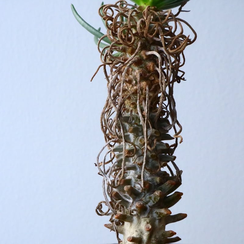 チレコドン ワリチー Tylecodon wallichii No.013 | 芽の巣山