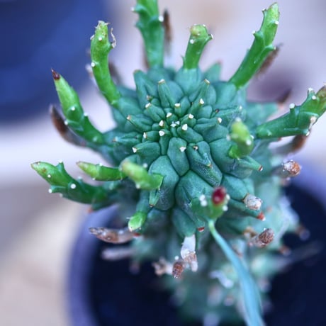 ユーフォルビア スコエンランディ 闘牛角／Euphorbia schoenlandii    no.32113