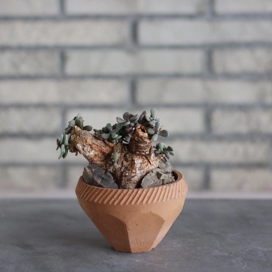 Ceraria pygmaea × N/OH (4号) no.510/27 | 芽の巣山