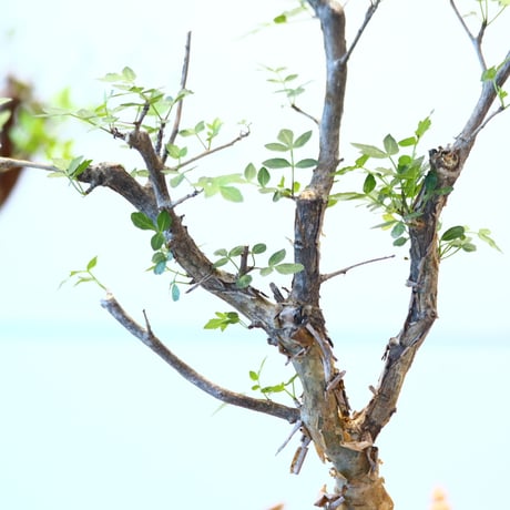 ブルセラ ファガロイデス / Bursera fagaroides   no.62515