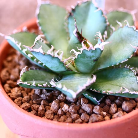 【9/9入荷未発根未活着ベアルート植込み】 Agave titanota "Filigree crested   no.91758