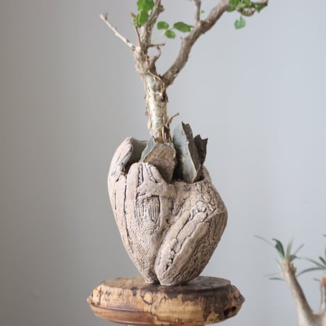 Bursera fagaroides × Haruki Kanai   no.51237