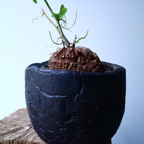 ディオスコレア   亀甲竜    Dioscorea elephantipe  No.014