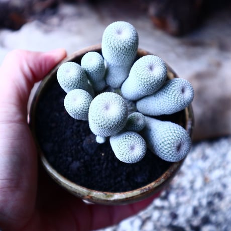 エピテランサ　月世界　epithelantha micromeris  no.12614