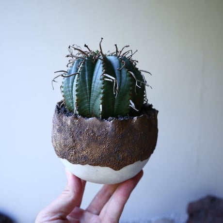 ユーフォルビア  バリダ    Euphorbia valida   no.51929