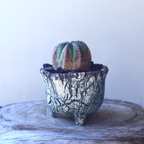 ユーフォルビア  オベサ  hyb．  Euphorbia obesa  hyb.　no.11205