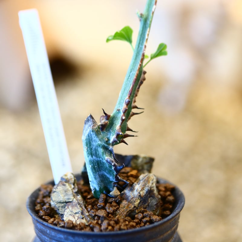 Adenia aculeata × たけろうポット no.11409 | 芽の巣山