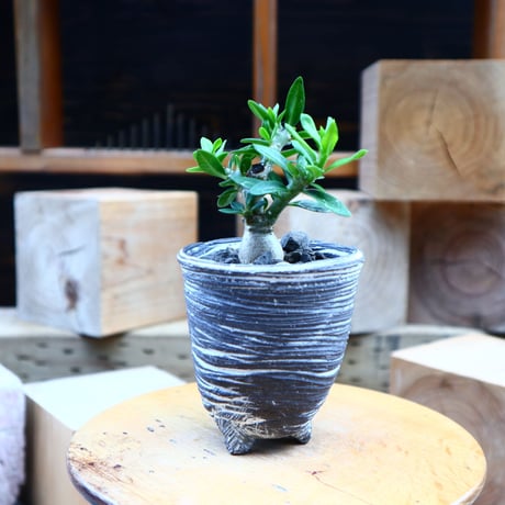 パキポディウム ビスピノーサム  実生／Pachypodium bispinosum    no.80812