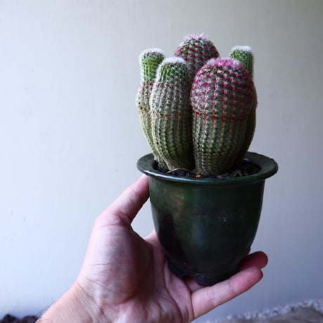 エキノセレウス  ルブリスピヌス   紫太陽    Echinocereus rigidissimus var. rubrispinus   no.60236