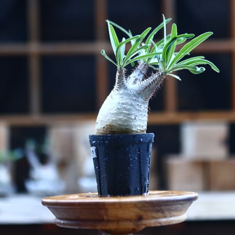 パキポディウム  グラキリス ／Pachypodium  gracilius     no.101747