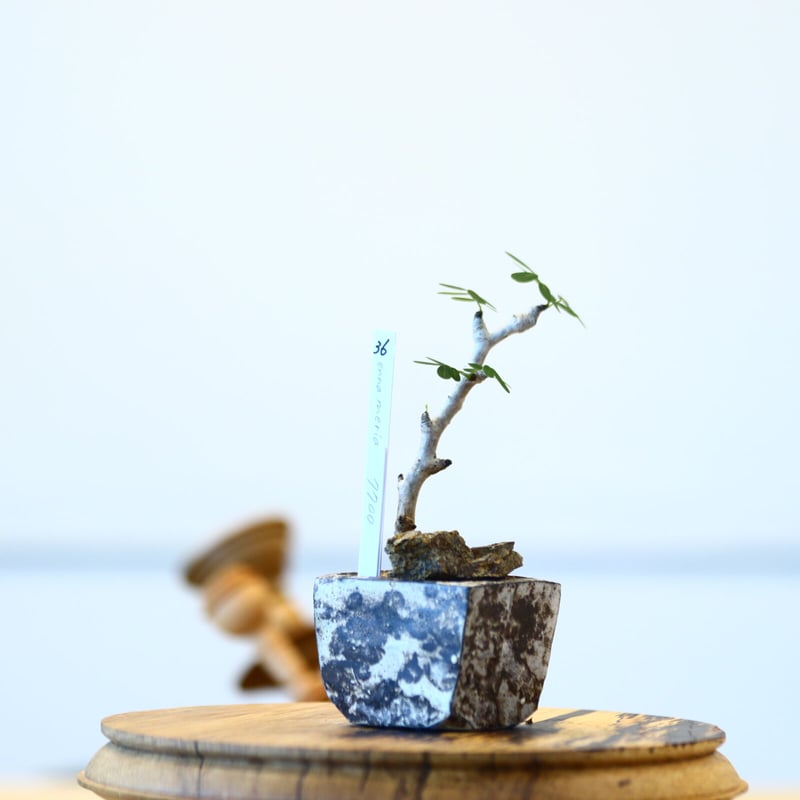 たけろうポット × センナ メリディオナリス 挿し木 no.72336 | 芽の巣山