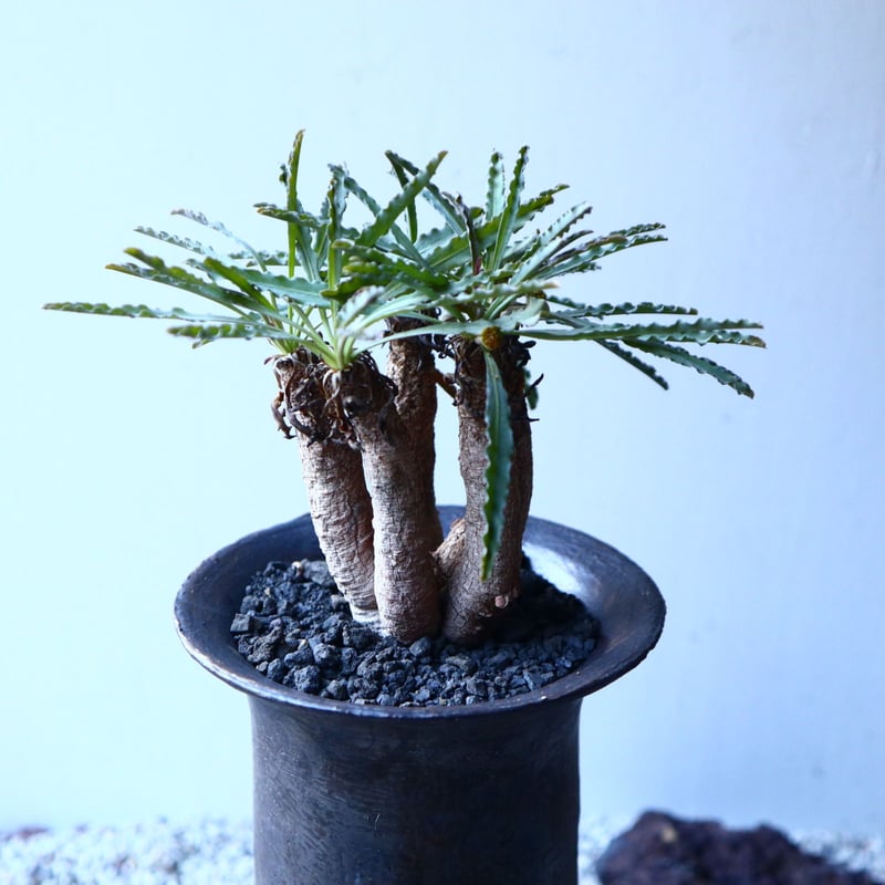 ユーフォルビア クリスパ Euphorbia crispa no.21647 | 芽の巣山