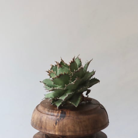 CATEGORY Style of Chika 2024 | 芽の巣山