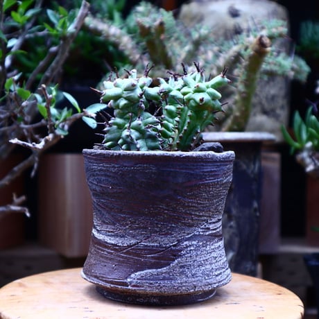 ユーフォルビア  ホリダ モンスト／Euphorbia horrida f. monstruosa   no.60620