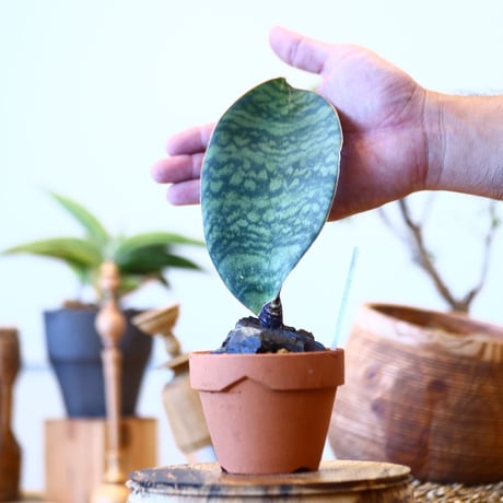 Sansevieria masonia × YAMABACHI    no.92420