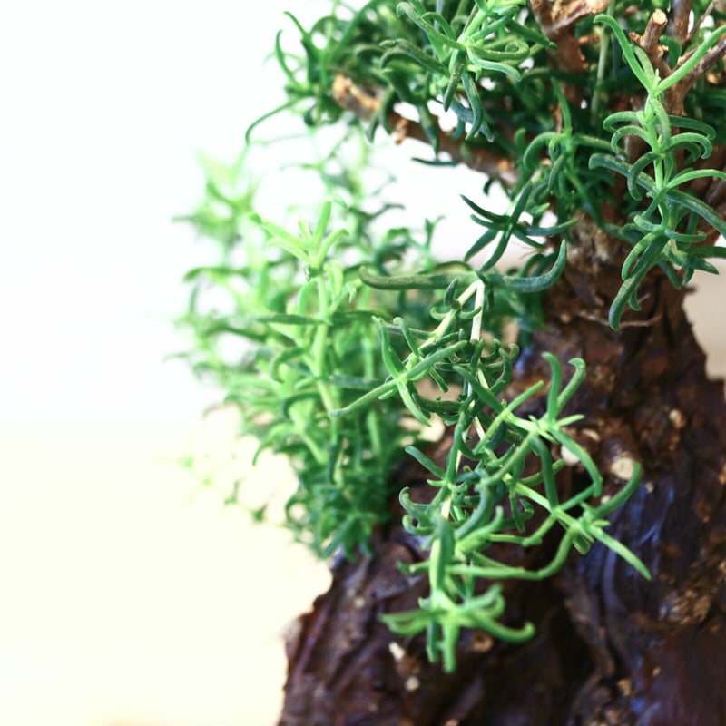 K*O様 メストクレマ★アルポリフォルメ★塊根植物★コーデックス★発根済み鉢ごと K*O様 メストクレマ☆アルポリフォルメ☆塊根植物☆コーデックス