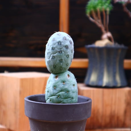 テフロカクタス  ゲオメトリクス／Tephrocactus geometricus   no.50146