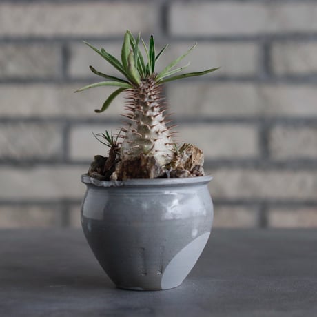 Pachypodium gracilius × N/OH (2.5号)  no.817-25