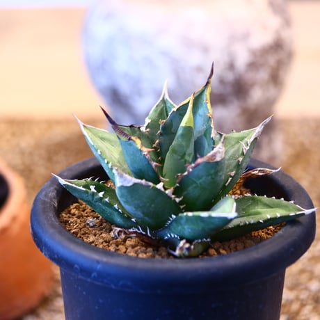 Agave titanota"FO-076" 　no.32448