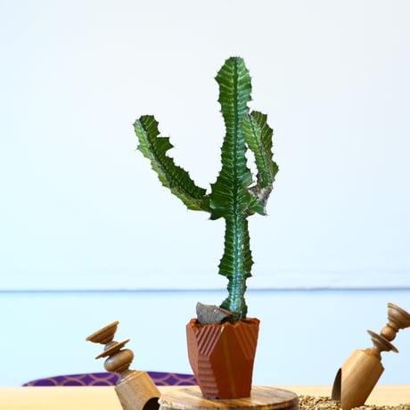 N/OH × Euphorbia grandialata   no.61847