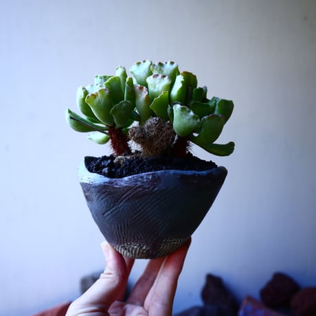 アドロミクス  ポエルニツィアヌス   神想曲  Adromischus poellnitzianus  no.32222