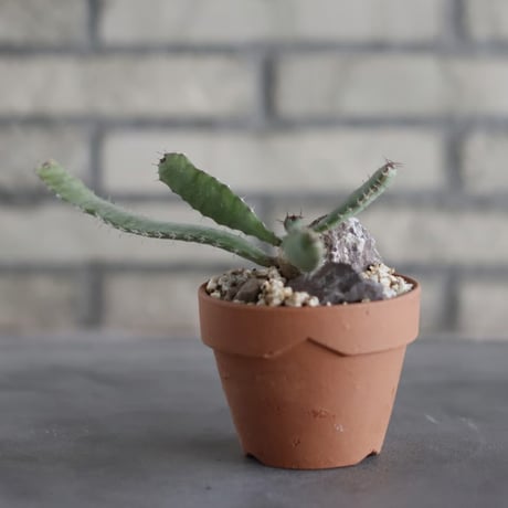 Euphorbia opuntioides (オプンチオイデス) / Angola / T.W. × YAMABACHI (3号) no.329/18