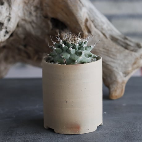 Turbinicarpus alonsoi × 備前鉢2.5号 / snp plants  no.607-10