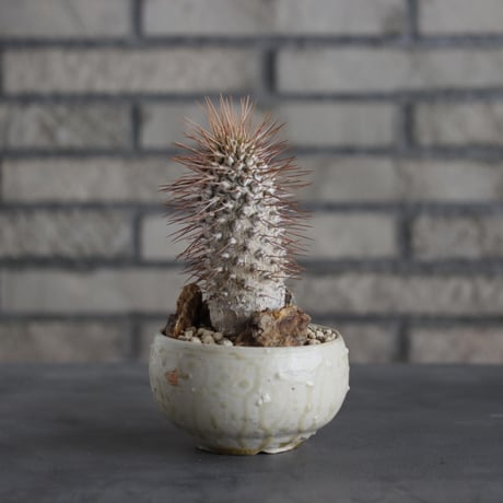 Pachypodium namaquanum × Naoto Hirata (3号)  no.706-18