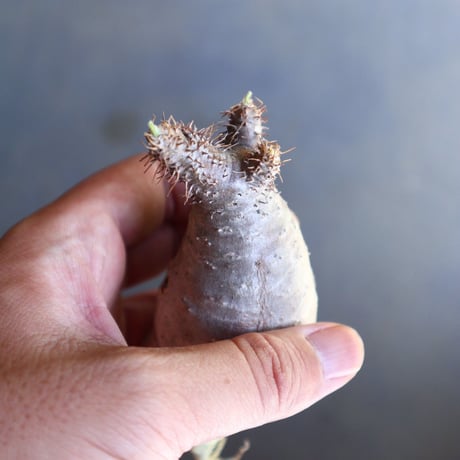 パキポディウム グラキリス 抜苗  Pachypodium rosulatum var. gracilius no.100621